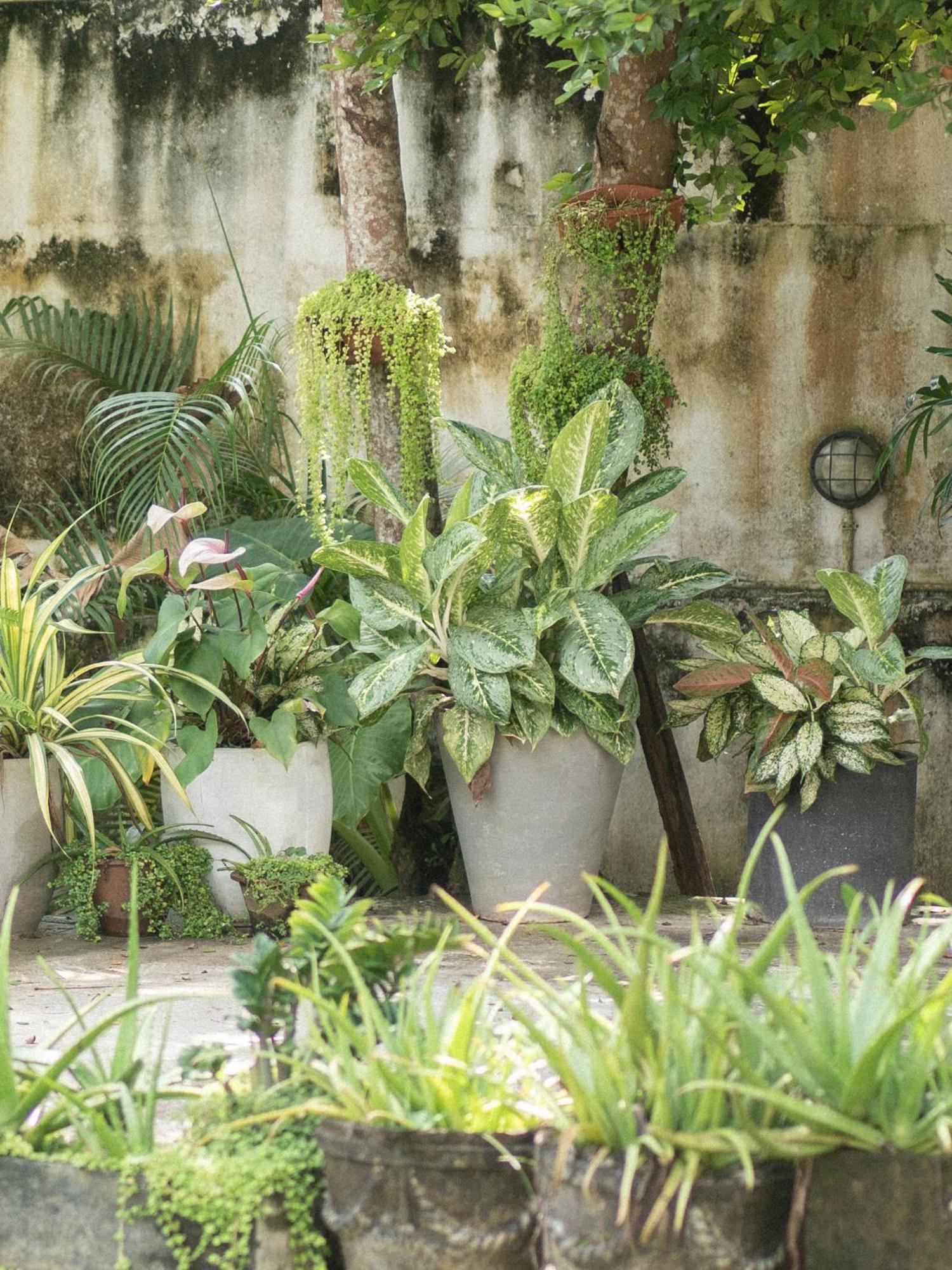 Lotus Surf And Wellness Apartment Ahangama Exterior foto